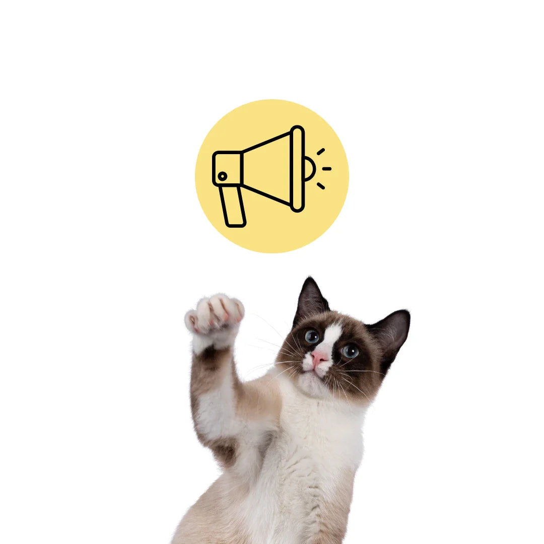 Utforska nya trendiga kattillbehör - Djurslottet