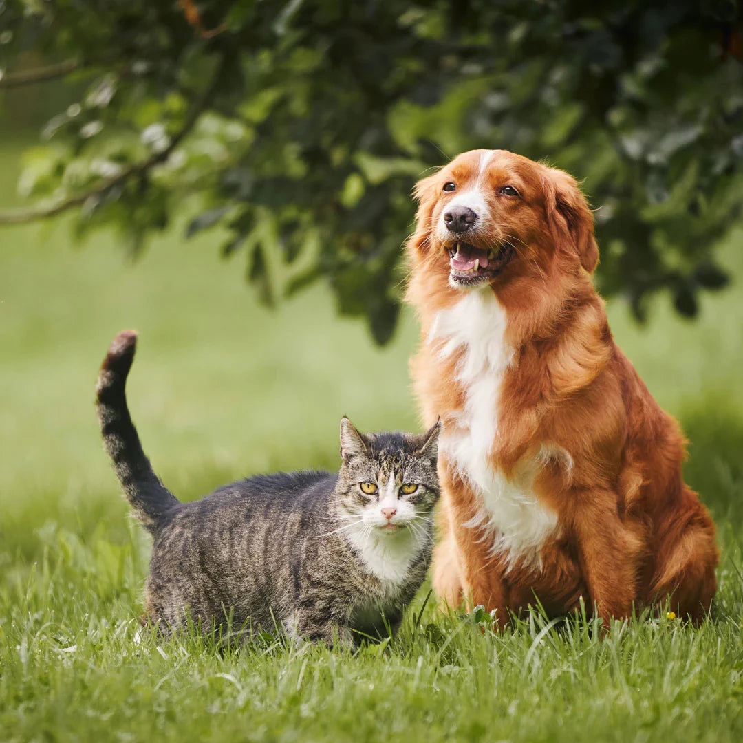 Vårkollektion hos Djurslottet - Hundratals hund och kattartiklar anpassad till våren.