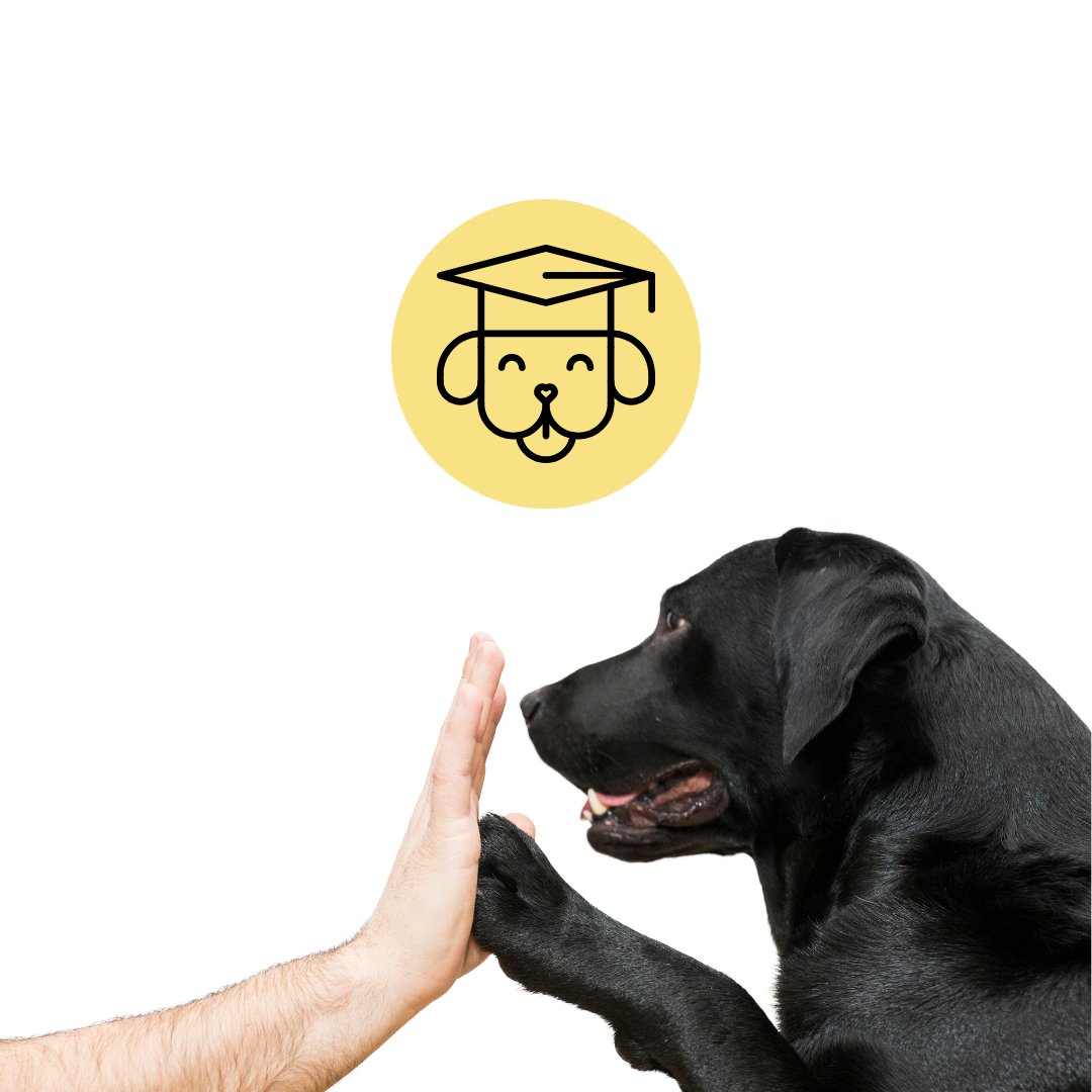 Träningskollektion - antiskällhalsband & snuffelmattor & kattaktivering och mycket mer