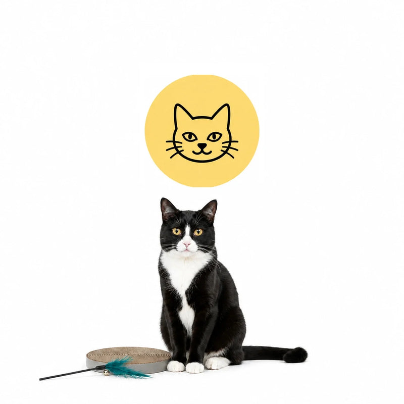 Kattprodukter och katttillbehör med klösbräda och kattleksak – Djurslottet