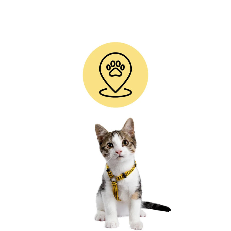 GPS och säkerhet för katt med GPS-halsband, kattsele, kattnät och trygg hemmasäkerhet
