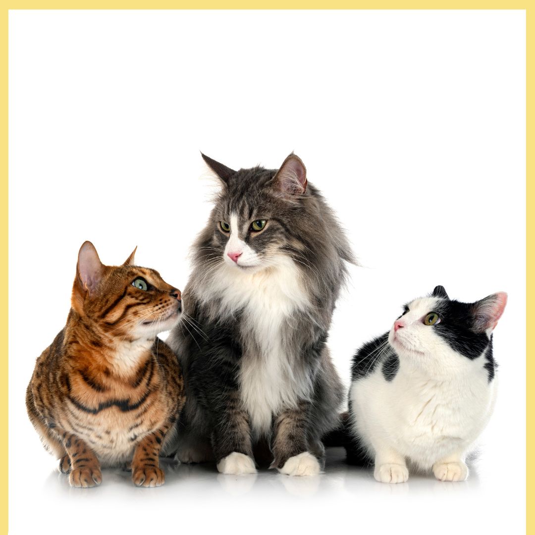 Produkter och tillbehör till din katt - Djurslottet