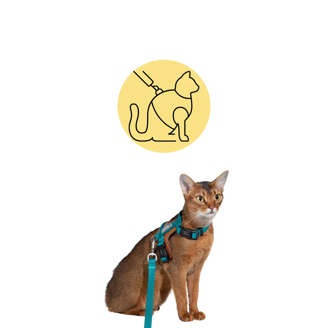 Kollektion av kattselar & kattkoppel online - Handla idag