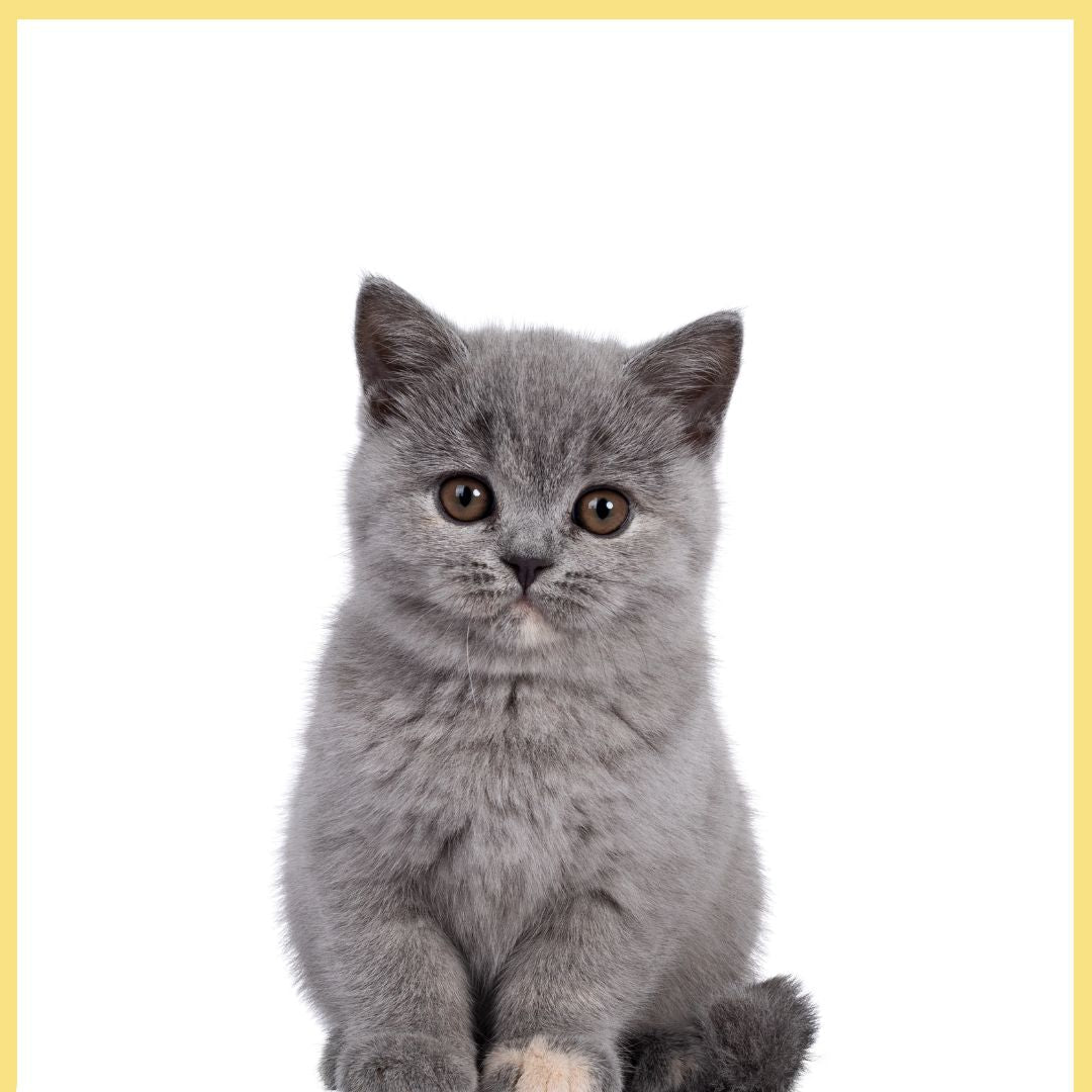 Kattungetillbehör inklusive foder, bäddar, leksaker och klösmöbler. Anpassade för kattungens behov för en trygg och hälsosam start i livet.