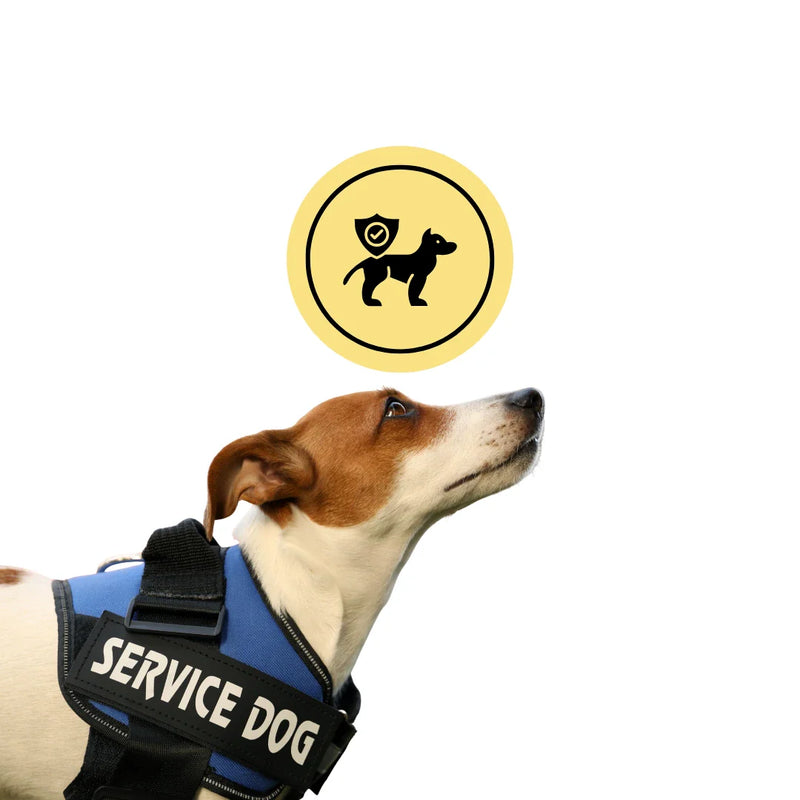 Skyddsutrustning hund - Kollektion av hundutrustningsprodukter - Djurslottet 