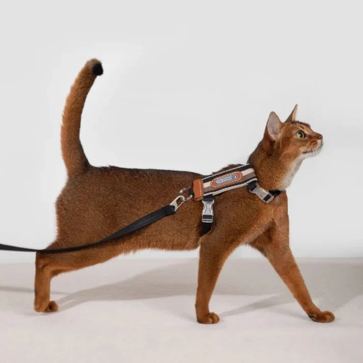 HiDream Stripe Series kattsele - Djurslottet