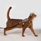 HiDream Stripe Series kattsele - Djurslottet