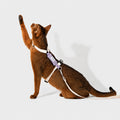 HiDream Stripe Series kattsele - Djurslottet