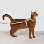 HiDream Stripe Series kattsele - Djurslottet