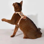 HiDream Stripe Series kattsele - Djurslottet