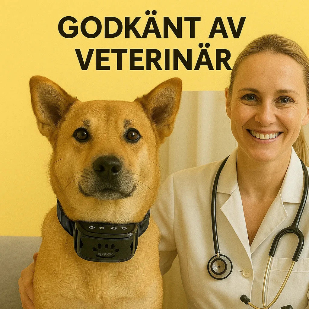 Veterinär godkänner svart antiskällhalsband på hund – effektiv lösning mot skällande