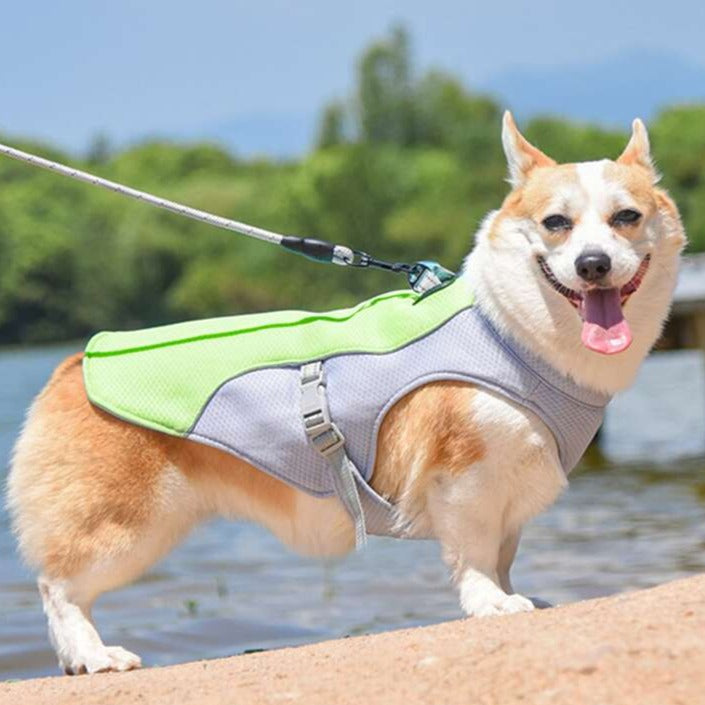 Detixy Kylväst - Djurslottet