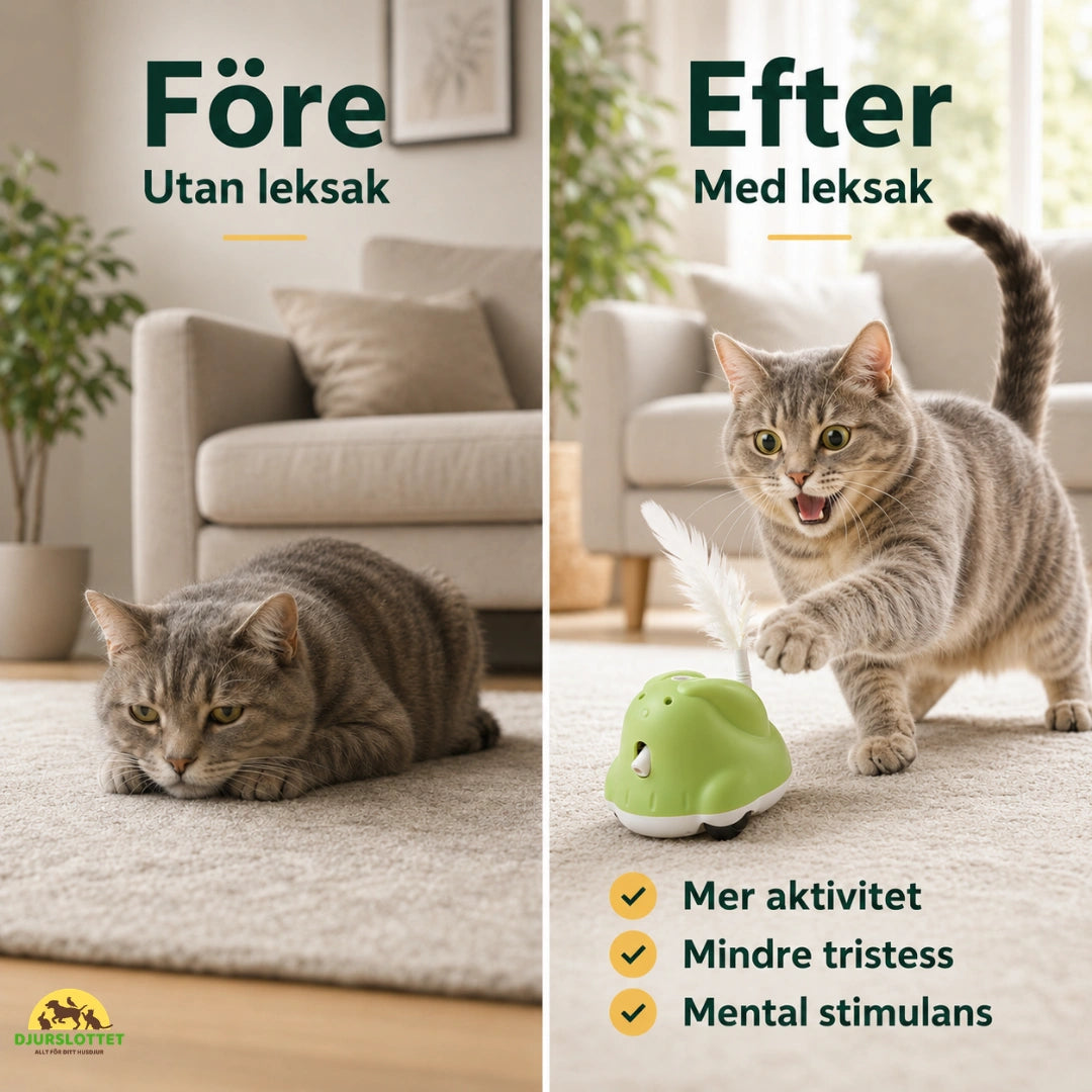 CatChase vs efter - Djurslottet