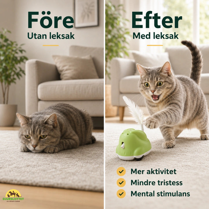 CatChase vs efter - Djurslottet