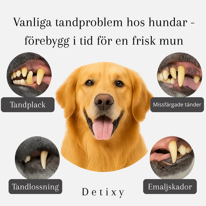 Detixy Tandskrapa Ultraljud Vanliga tandproblem hos hundar -förebygg i tid för en frisk mun -Djurslottet
