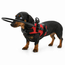 DogHalo Skyddssele för Blind Hund