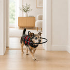 DogHalo skyddssele med skyddande halo-ring - Djurslottet