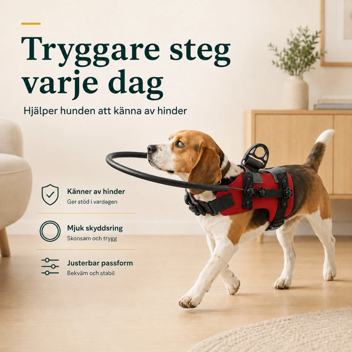 DogHalo skyddssele ger blind hund tryggare steg varje dag - Djurslottet