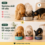 Före och efter, en gemensam skål mot en egen skål per djur - Djurslottet