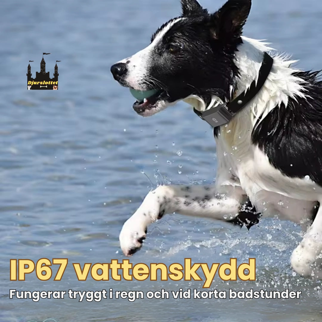 GPS Halsband för Husdjur IP67 vattenskydd - Djurslottet