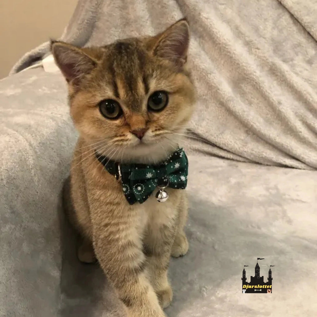 Julfluga till hund och katt Gör ditt husdjur redo för julens magi! - Djurslottet