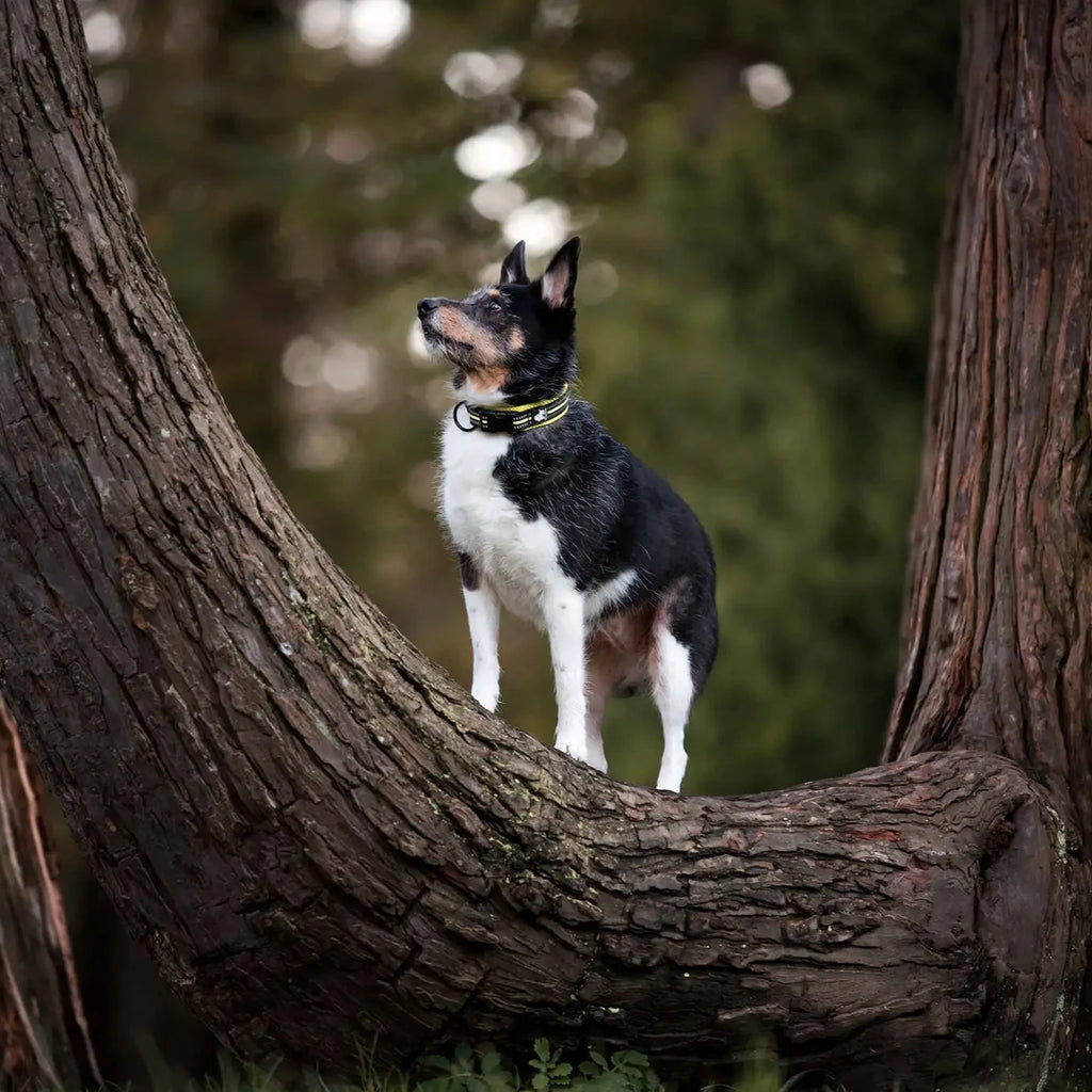 Reflexfit Justerbar Hundhalsband - Djurslottet