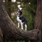 Reflexfit Justerbar Hundhalsband - Djurslottet