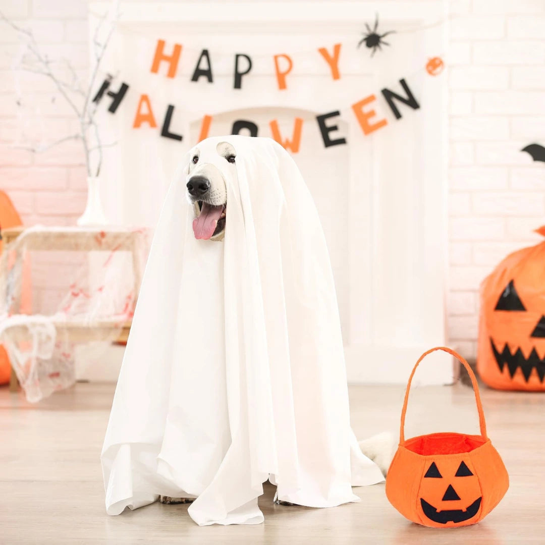 Halloweenkostym med pumpakorg för hund Bekväm passform för hunden - Djurslottet