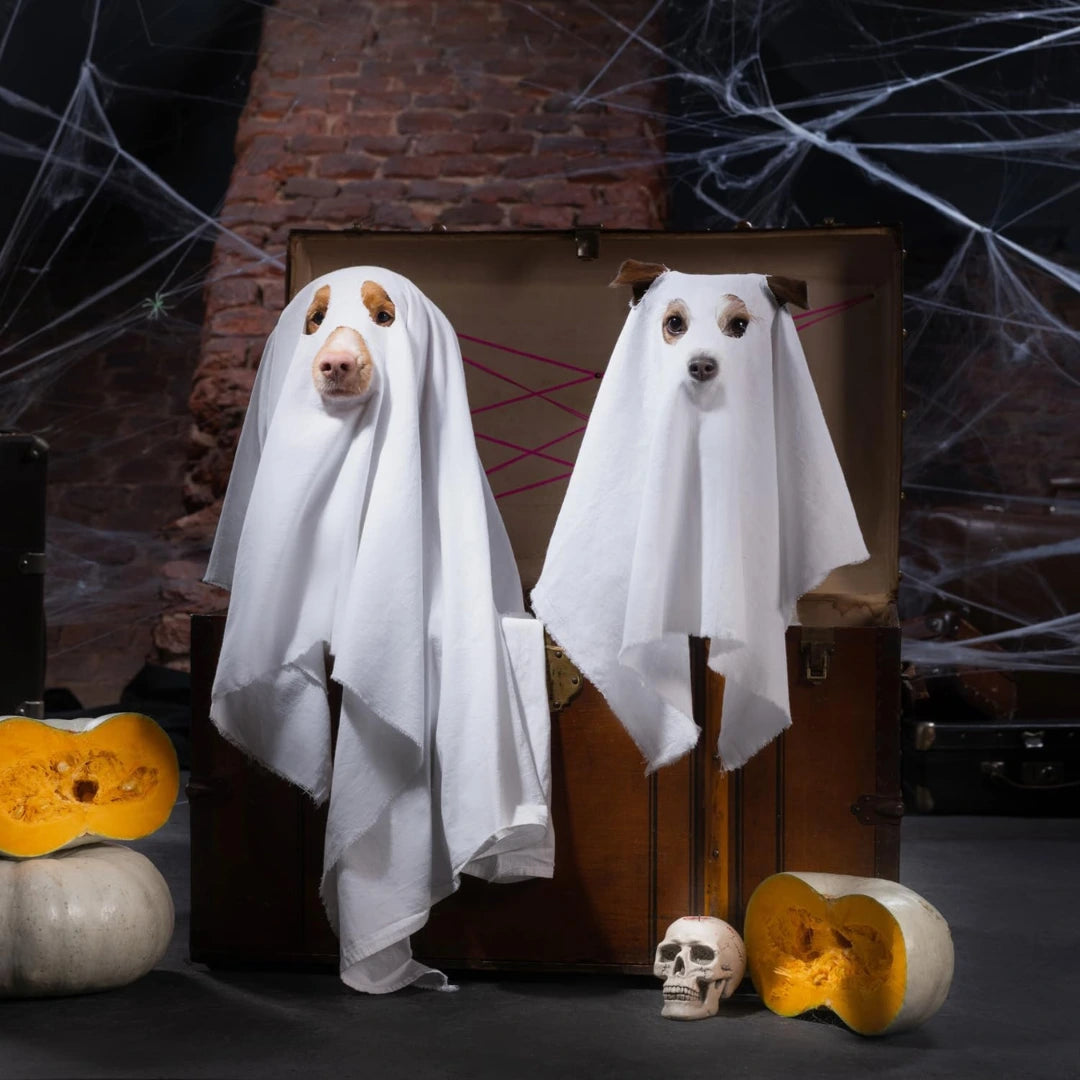 Halloweenkostym med pumpakorg för hund Perfekt för fest och foto - Djurslottet