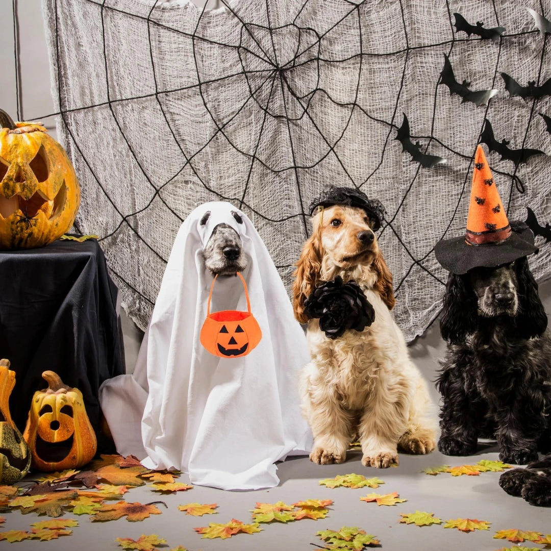 Halloweenkostym med pumpakorg för hund Praktisk och hållbar - Djurslottet