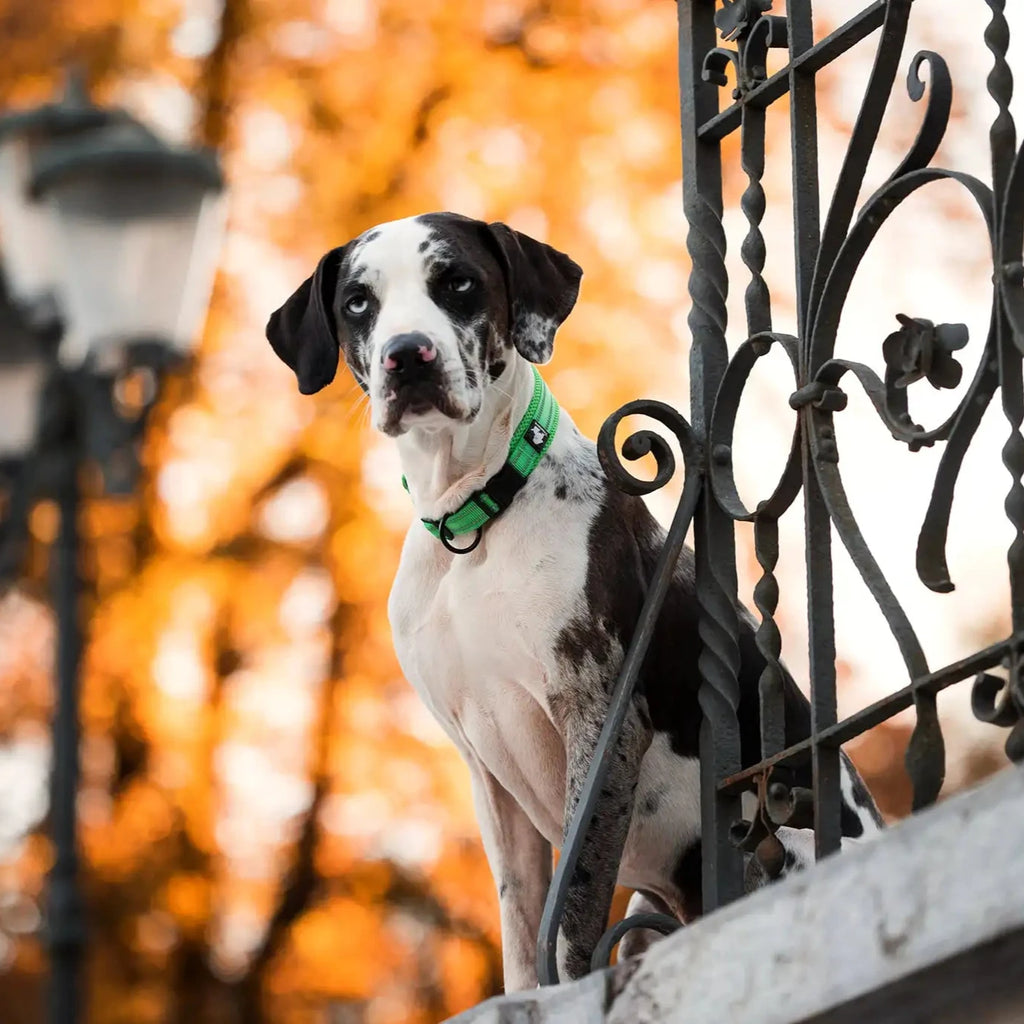 Reflexfit Justerbar Hundhalsband - Djurslottet