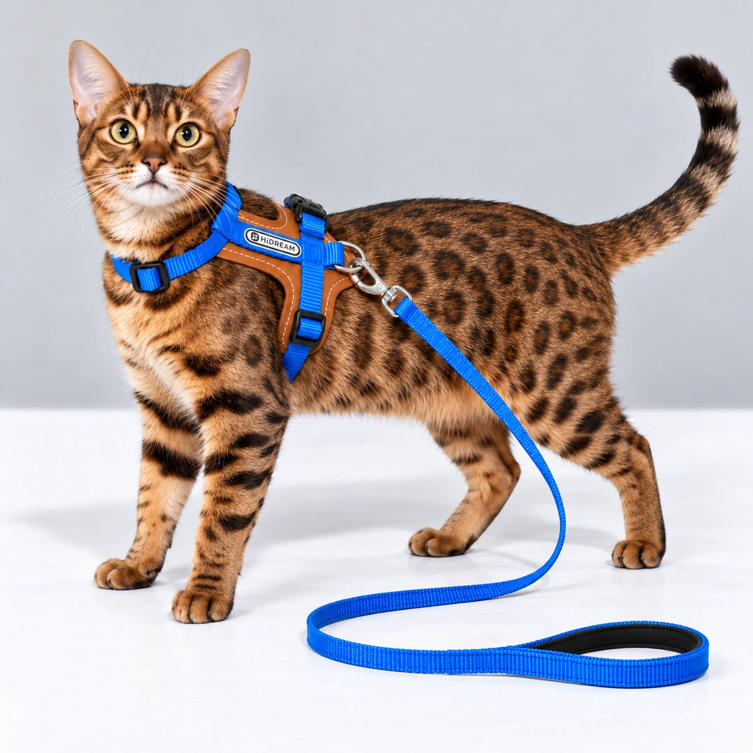 HiDream Leather Series kattsele - Bengalkatt med blå sele och koppel - Djurslottet