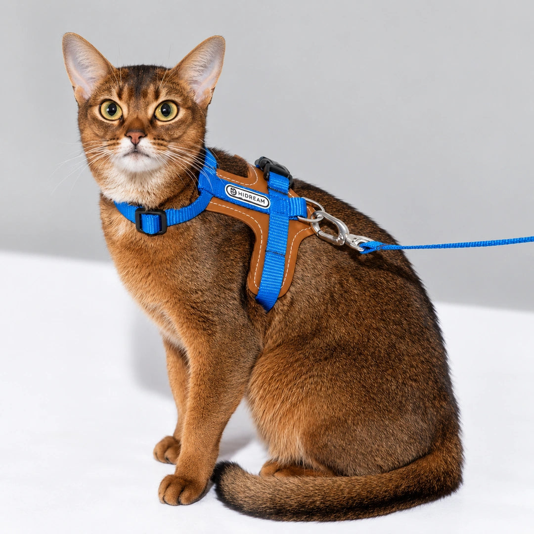 HiDream Leather Series kattsele - Blå sele på brun katt som tittar mot kameran - Djurslottet