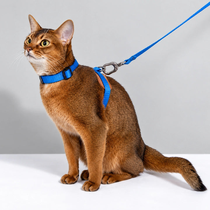 HiDream Leather Series kattsele - Blå sele på sittande brun katt med svansen åt sidan - Djurslottet