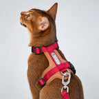 HiDream Leather Series kattsele - Cerise sele på brun katt i profil - Djurslottet
