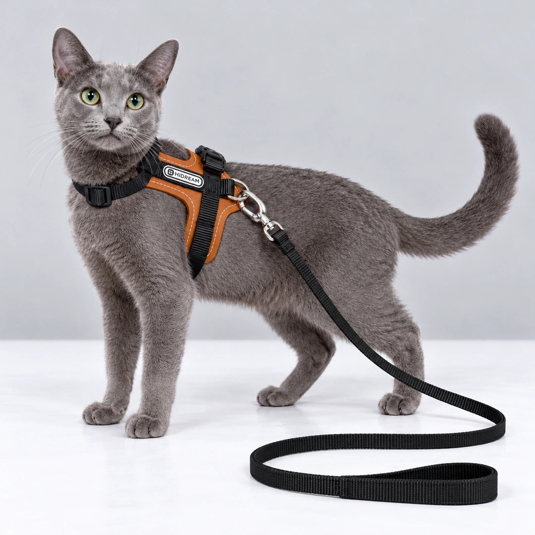HiDream Leather Series kattsele - Russian Blue med svart sele och koppel - Djurslottet