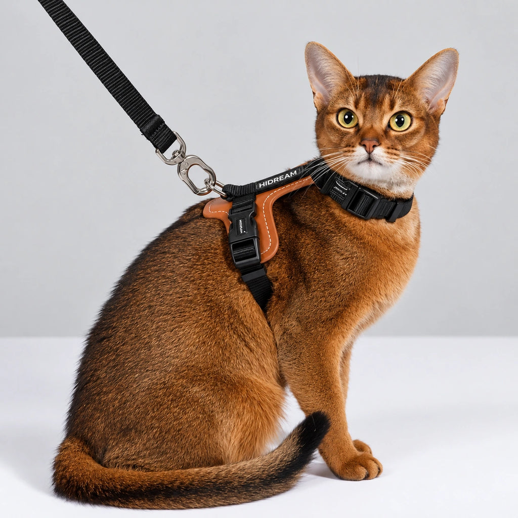 HiDream Leather Series kattsele - Svart sele på sittande brun katt med blicken framåt - Djurslottet