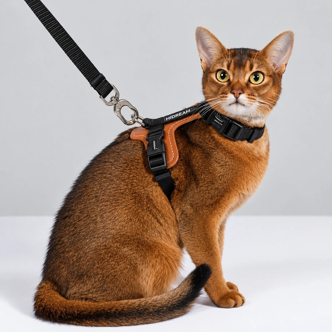 HiDream Leather Series kattsele - Svart sele på sittande brun katt med blicken framåt - Djurslottet