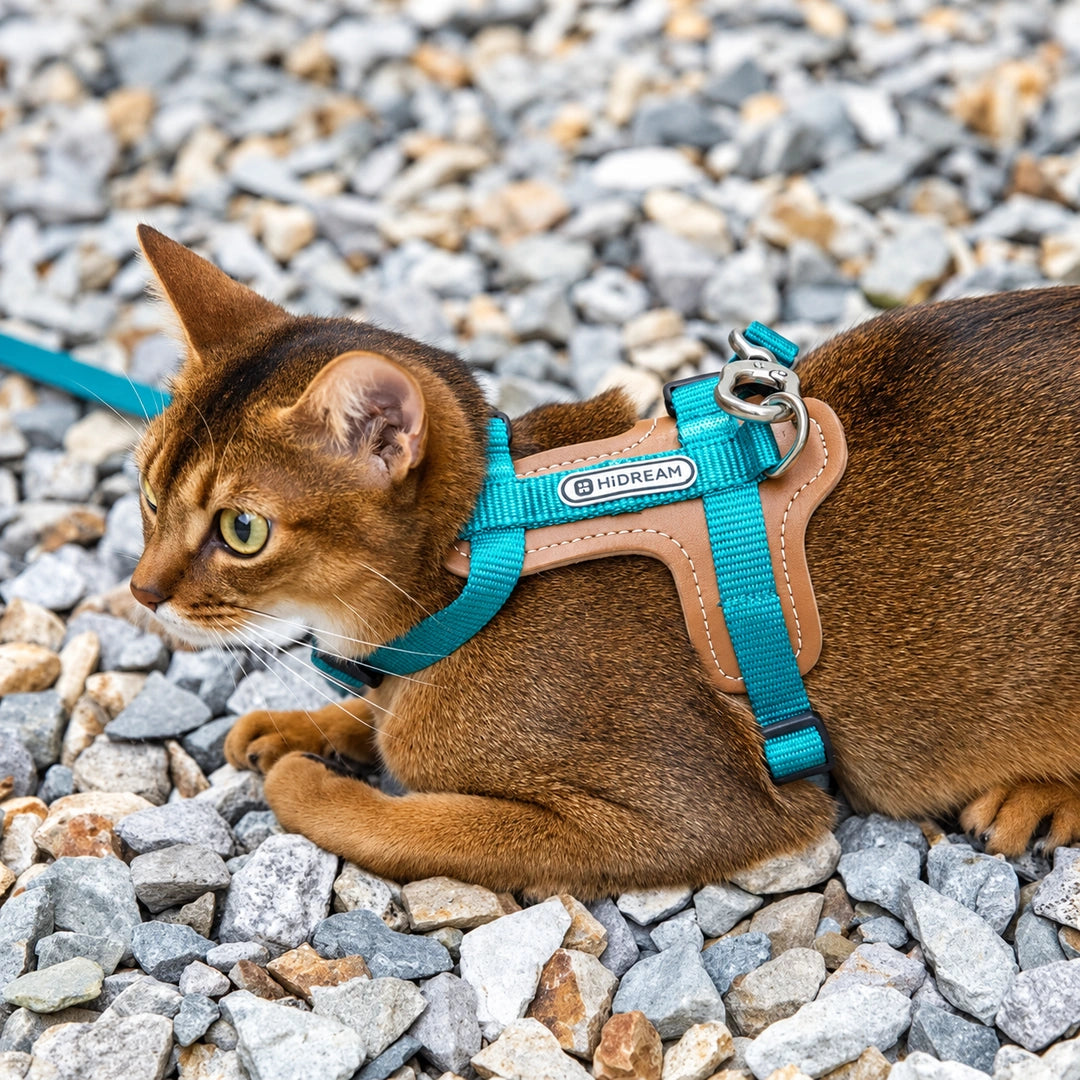 HiDream Leather Series kattsele - Turkos sele på brun katt som ligger på grus - Djurslottet