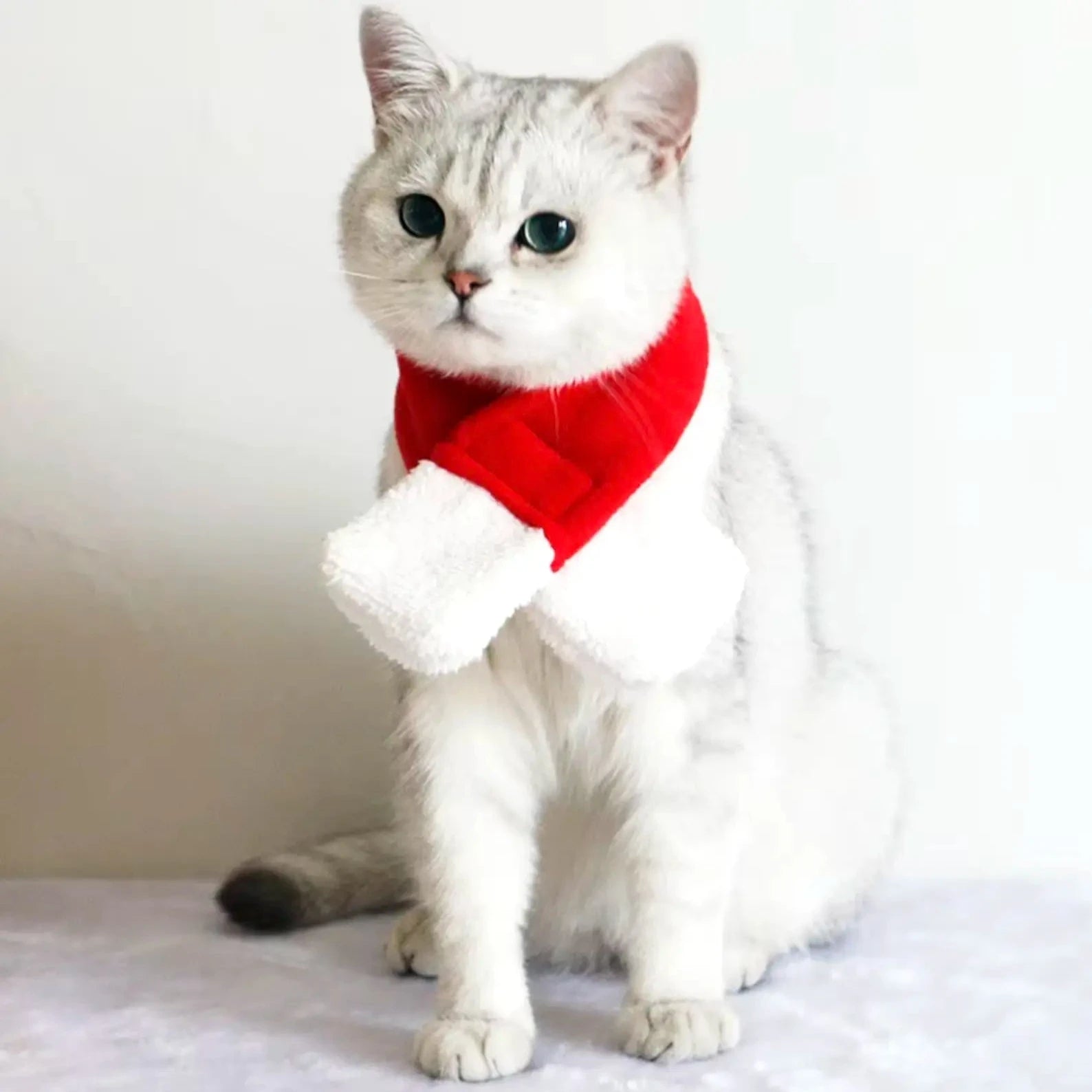 Hund och Katt Julmössa / Halsduk - djurslottet