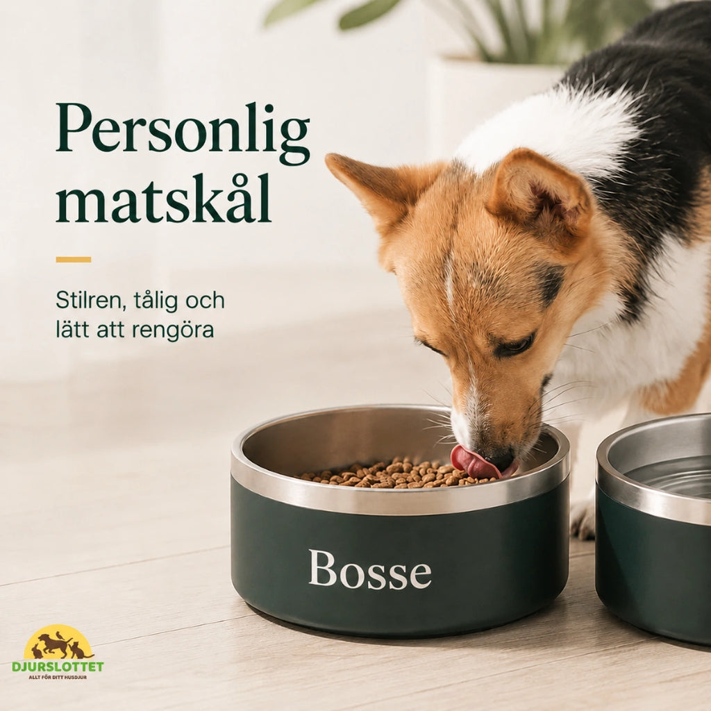 Hund äter ur en personlig matskål med namn - Djurslottet