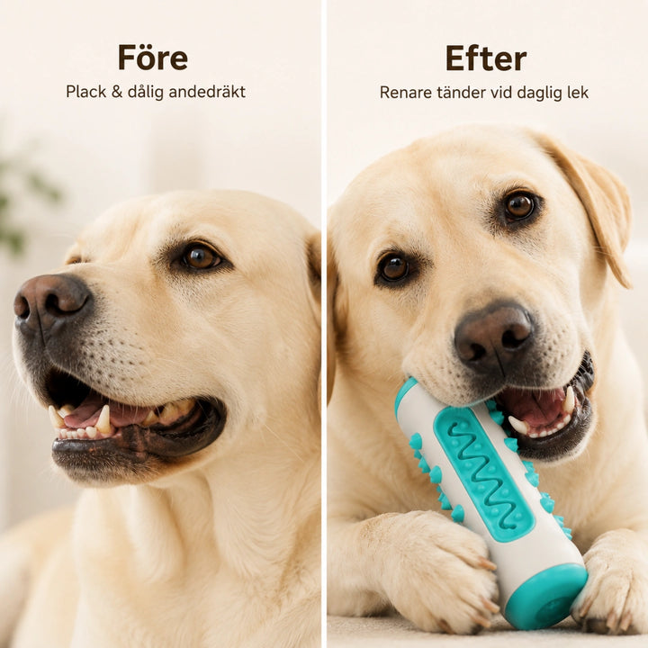 Hundgummi vs efter - Djurslottet