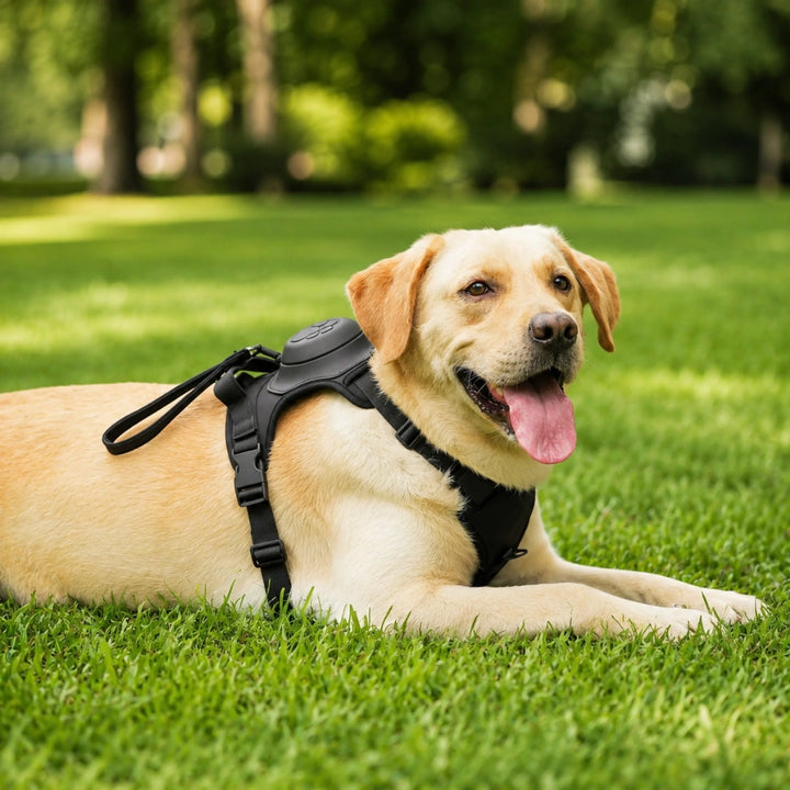 Hundsele med inbyggt flexikoppel Djurslottet