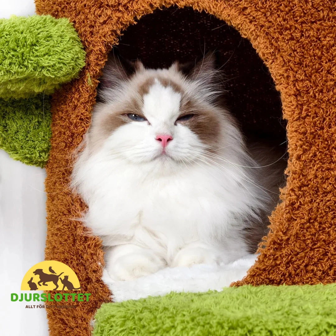 Klösträd i massivt trä Flera nivåer gör det enkelt för katten att klättra bekvämt - Djurslottet