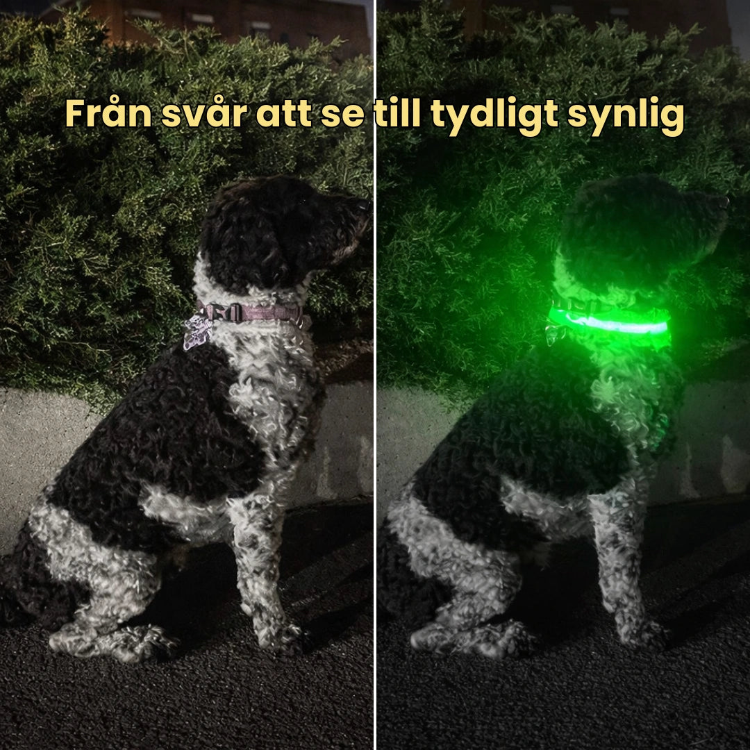 LED Halsband för Hund & Katt Från svår att se till tydligt synlig - Djurslottet
