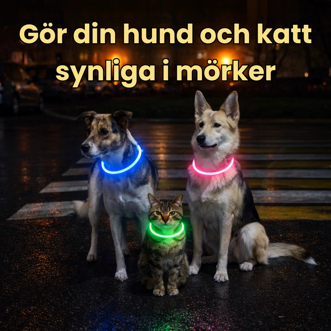 LED Halsband för Hund & Katt Gör din hund och katt synliga i mörker - Djurslottet