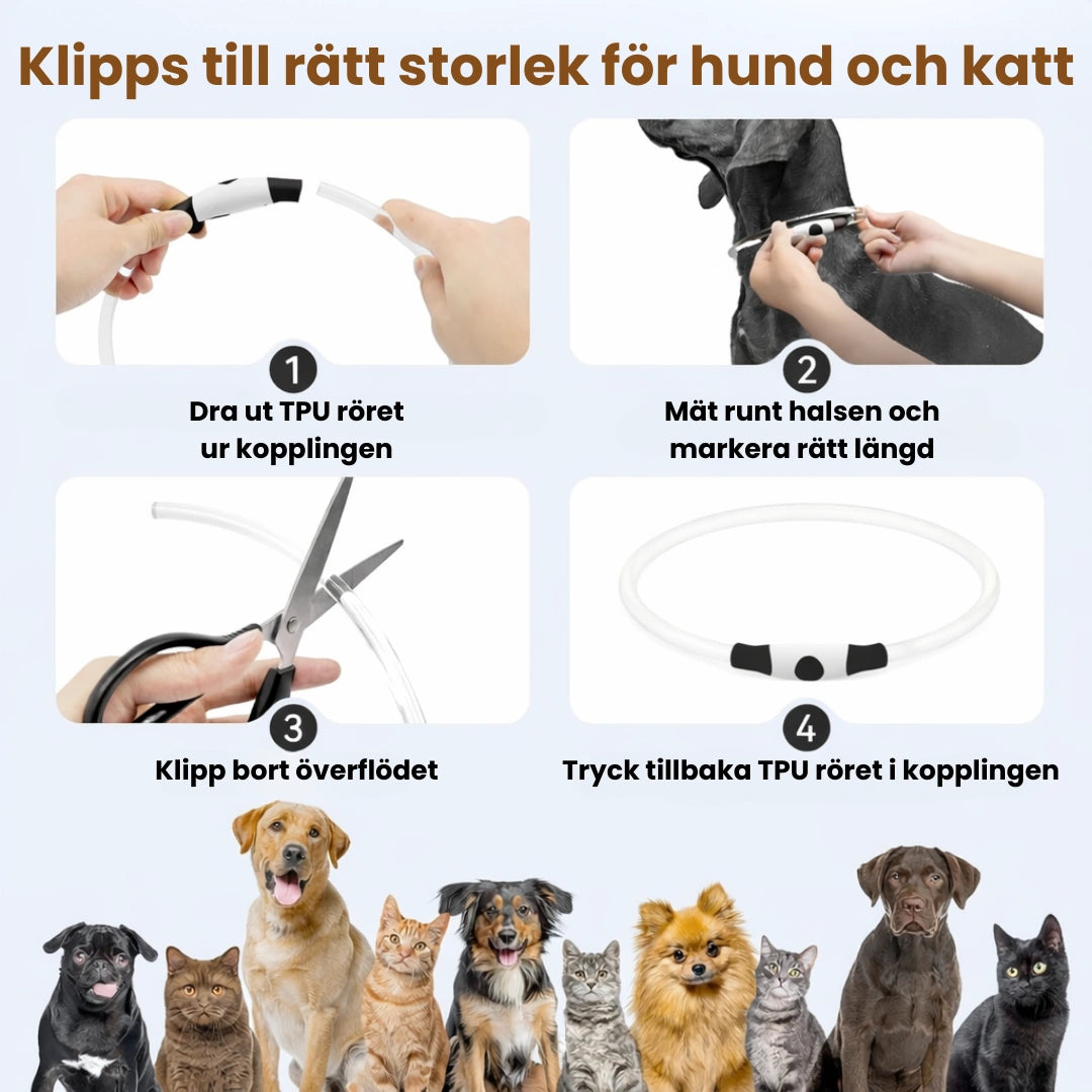 LED Halsband för Hund & Katt Klipps till rätt storlek för hund och katt - Djurslottet