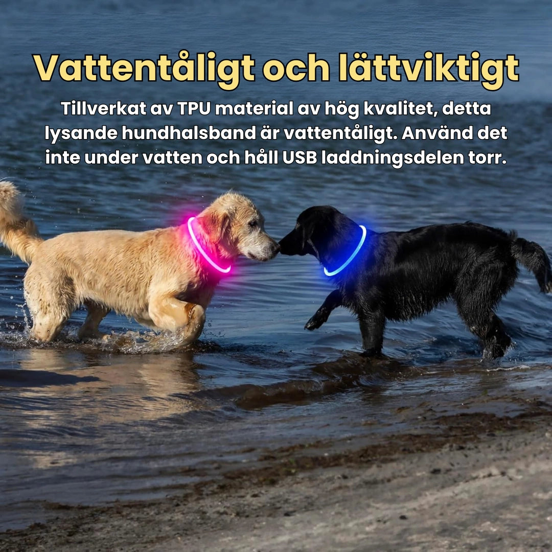 LED Halsband för Hund & Katt Vattentåligt och lättviktigt - Djurslottet