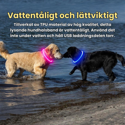 LED Halsband för Hund & Katt Vattentåligt och lättviktigt - Djurslottet