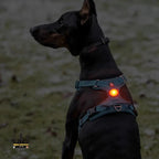 LED Ljus för Hundsele Synlighet upp till 500 m - Djurslottet